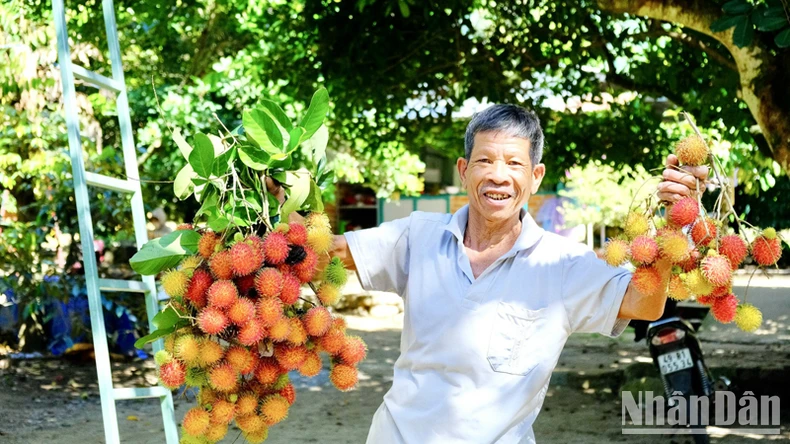 Anh Nguyễn Ngọc Thanh, chủ vườn trái cây Xuân Hùng ở xã Lâm Sơn, huyện Ninh Sơn, tỉnh Ninh Thuận giới thiệu các chùm quả chôm chôm chín đỏ tại vườn trồng chuẩn bị phục vụ du khách. Ảnh: NGUYỄN TRUNG