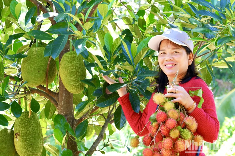 Du khách được tận tay hái, thưởng thức miễn phí những chùm chôm chôm chín đỏ, có hương thơm, vị ngọt thanh khác hẳn nhiều nơi khác. Ảnh: NGUYỄN TRUNG