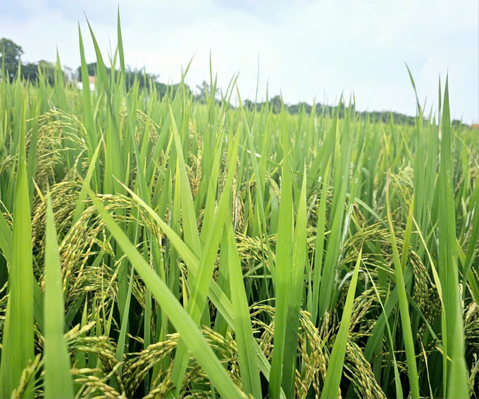Vĩnh Phúc tiếp tục có nhiều chính sách hỗ trợ người dân phát triển nông nghiệp hữu cơ. Ảnh: Hoàng Anh. 